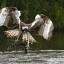 osprey with fish