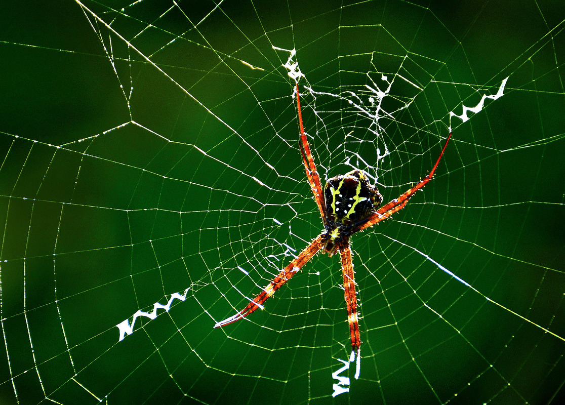 Signature spider
