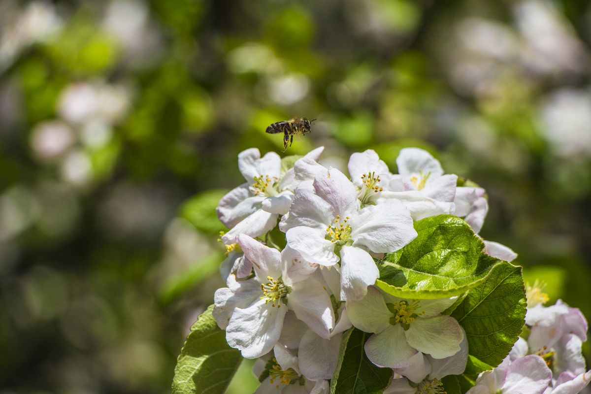 Шассі випущено