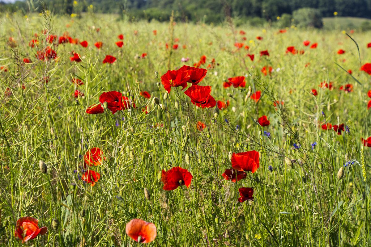 Макове поле