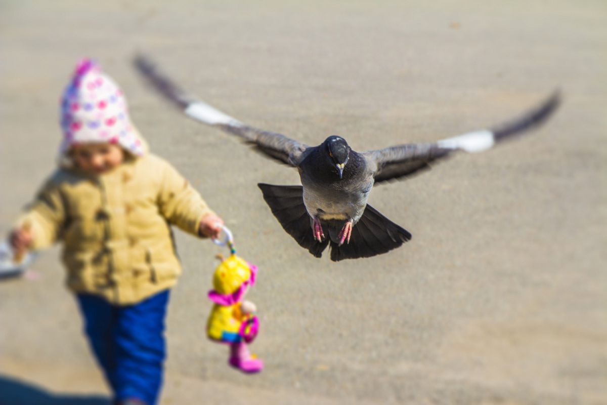 Роман Хутченко / Розправивши крила