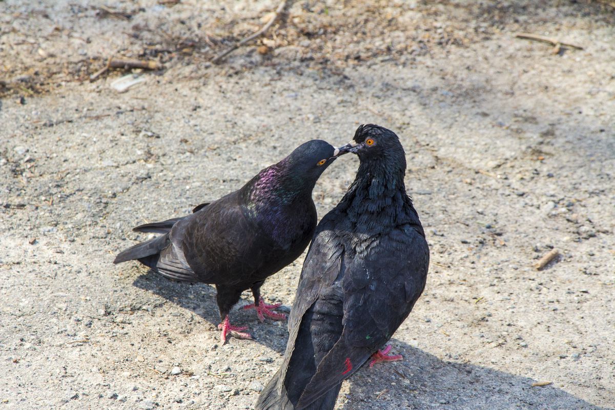 Голубине кохання