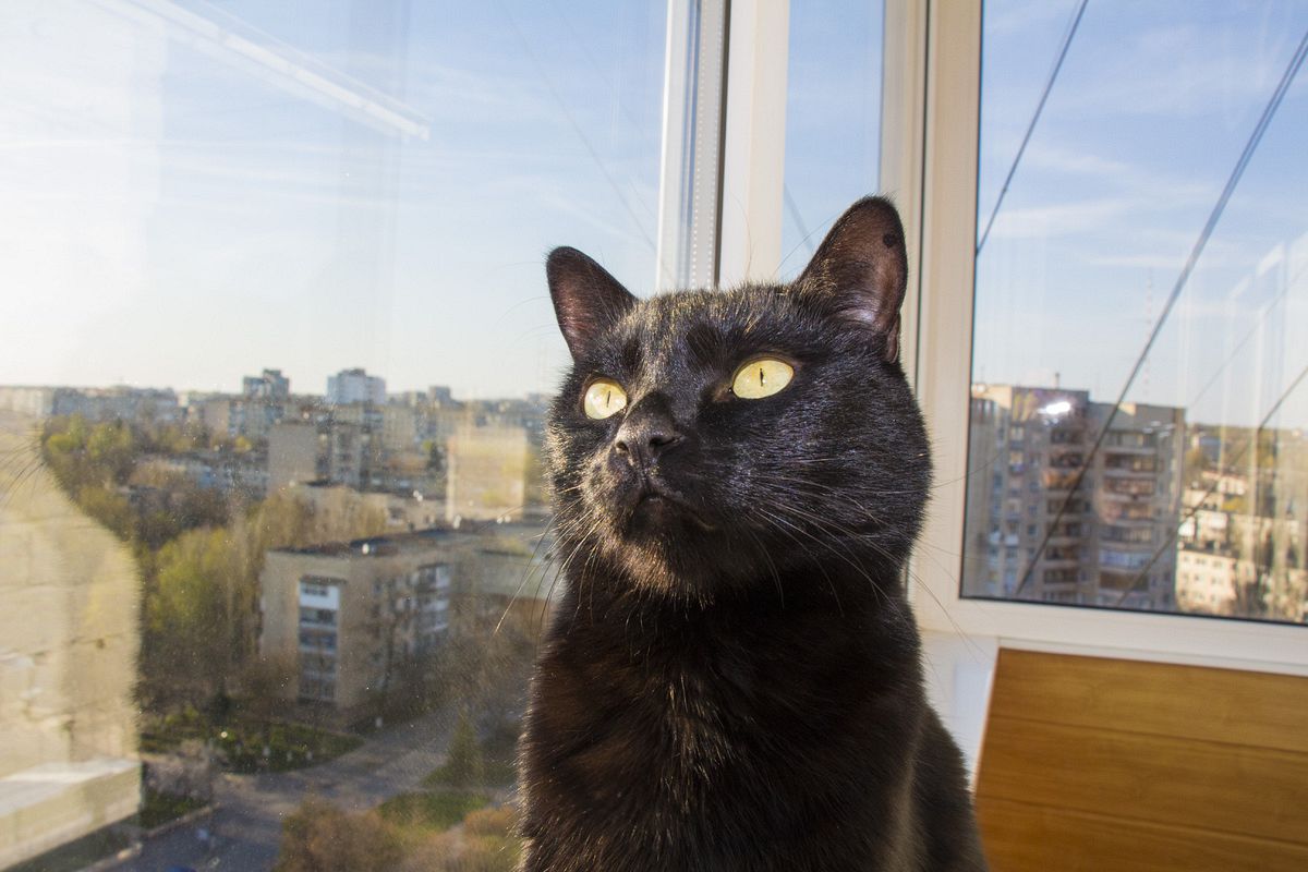 Домашній улюблинець