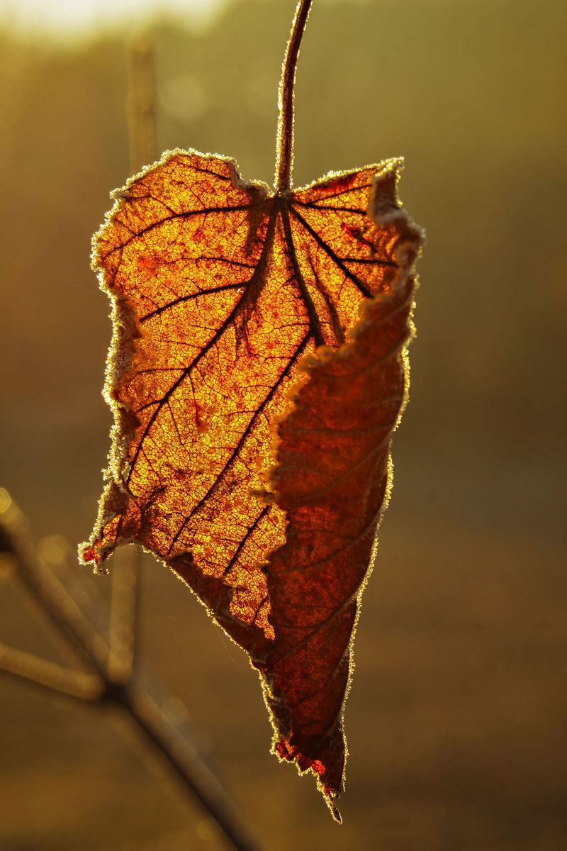 одинокий осенний лист
