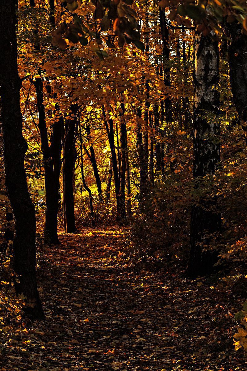 Аллея в парке