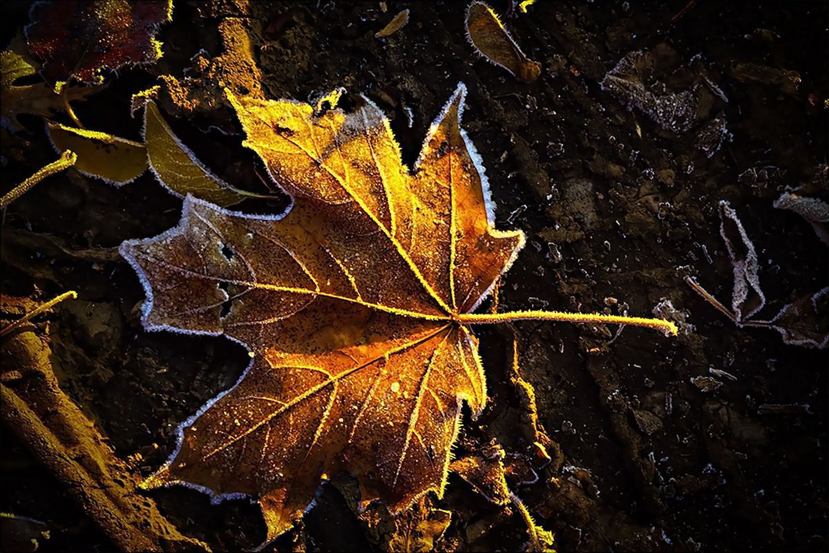 осенний кленовый лист