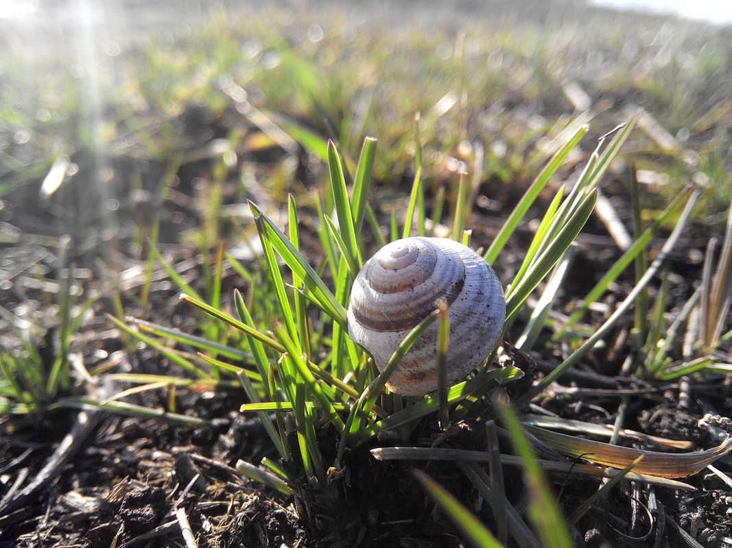 Освещенный