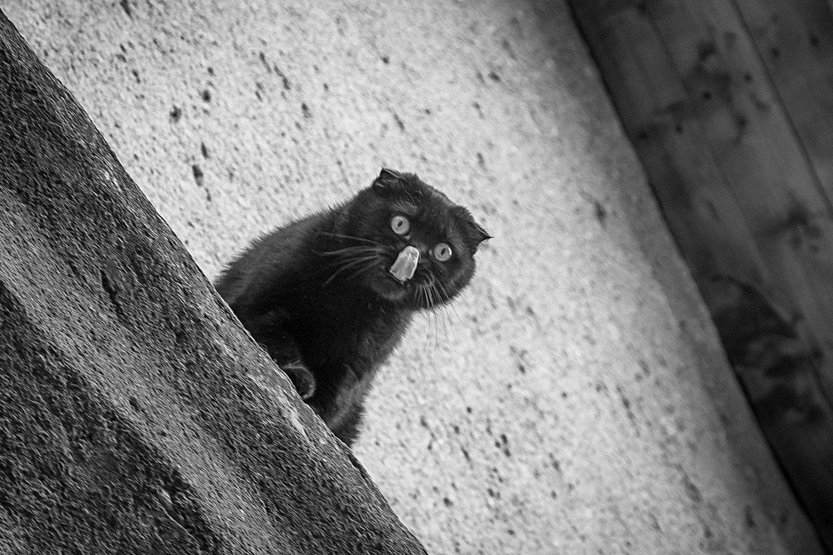 Олена Карпович / Молоко