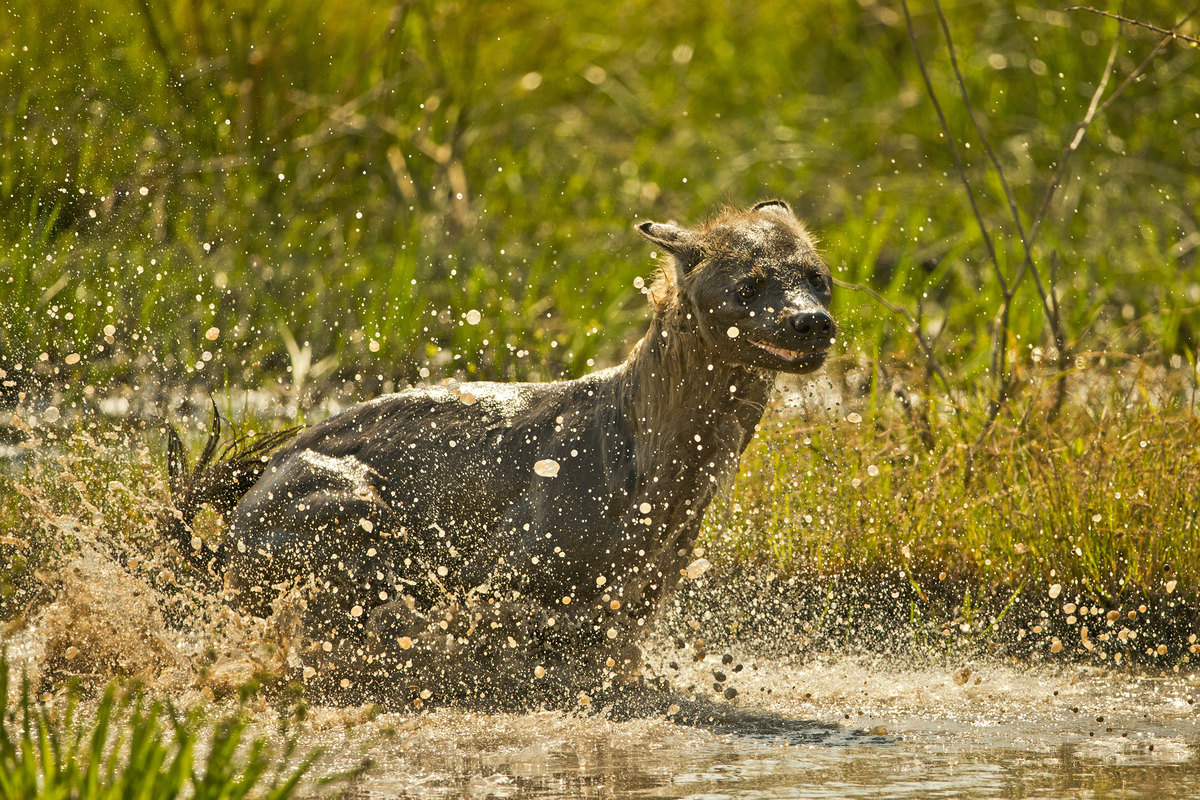 hyena loves water