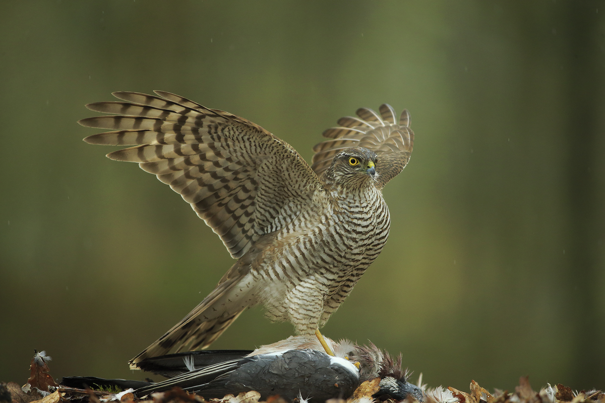 sparrow hawk has pigeon