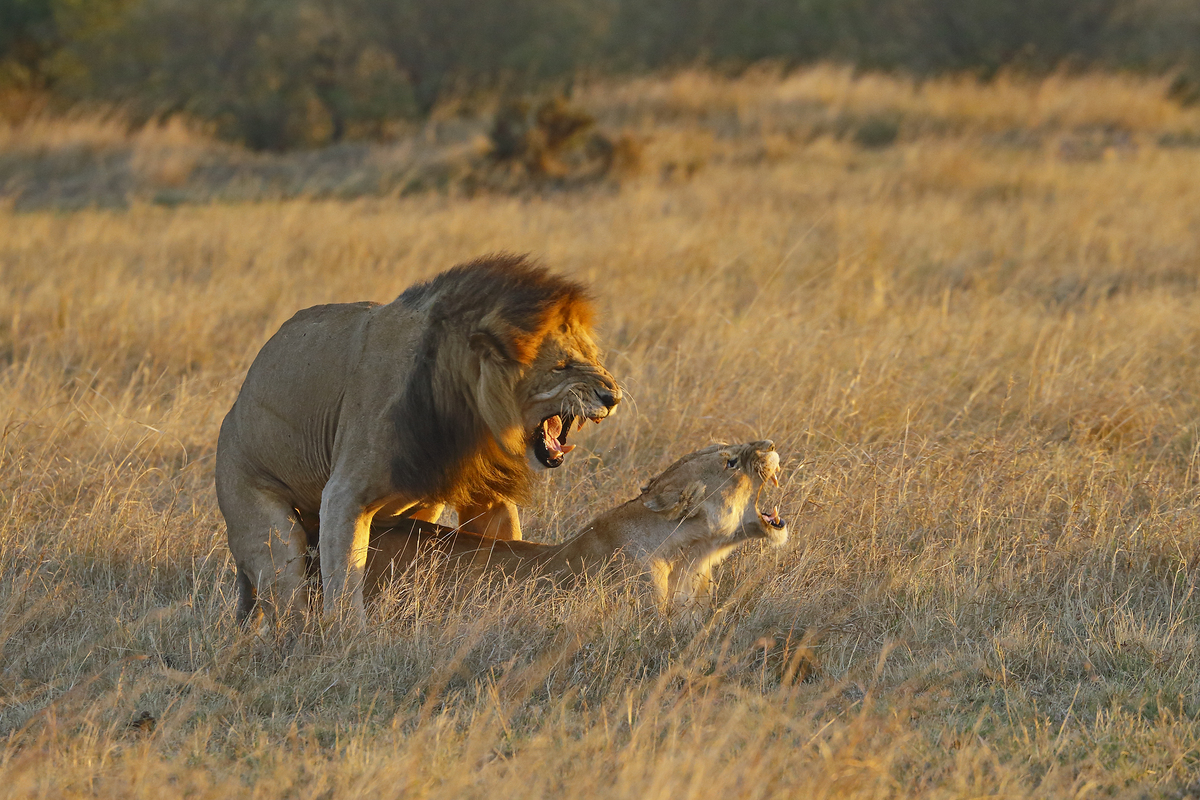 lions mate at sunset