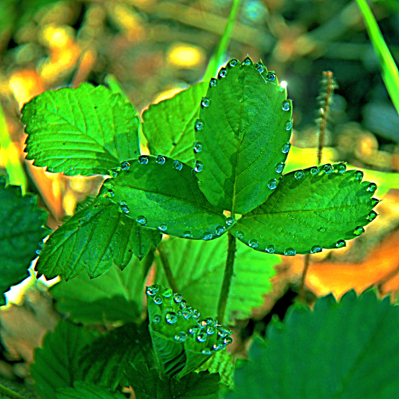 Ранкові перлинки.