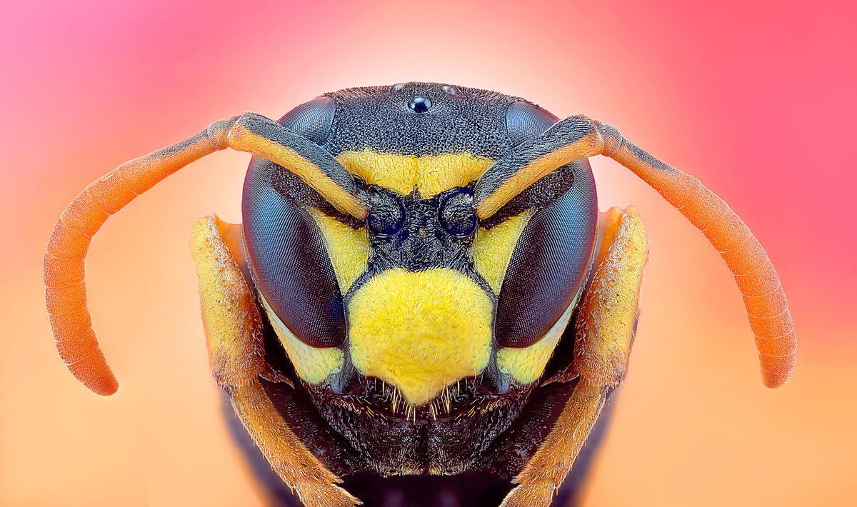 Evil Wasp