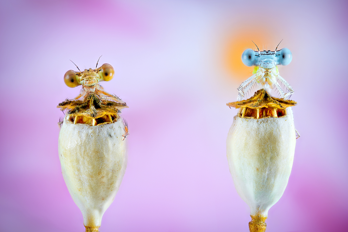 Damselfly couple