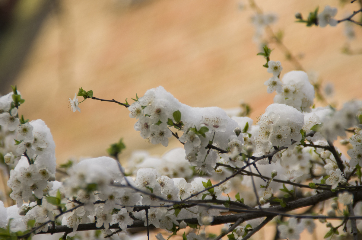 Біле на білому