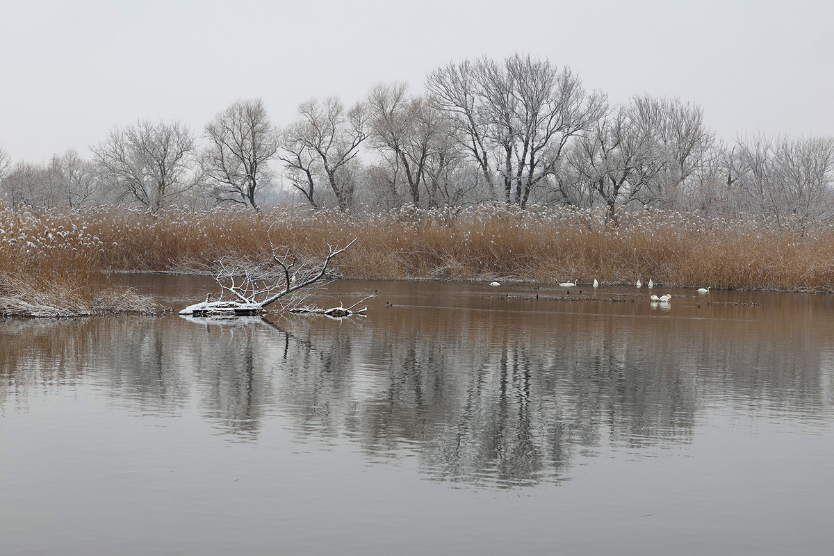 Весняна зима