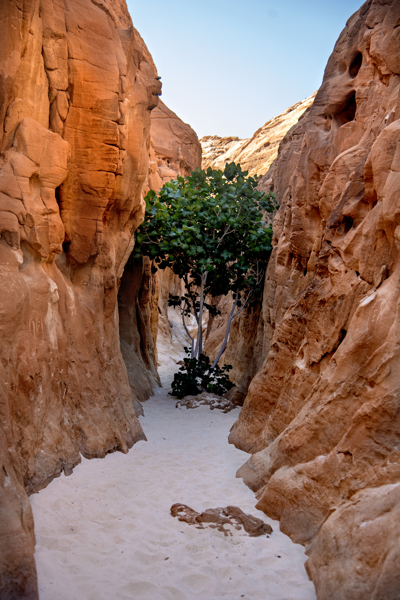 Дерево життя