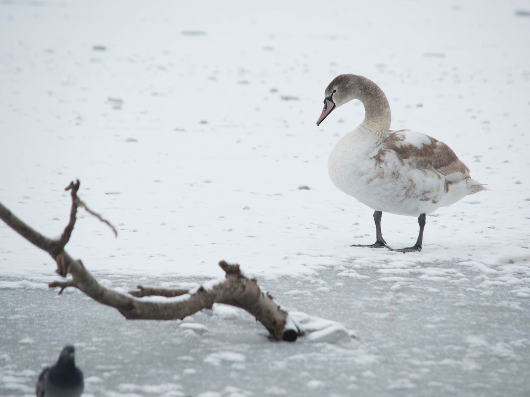 Лебедине озеро 1