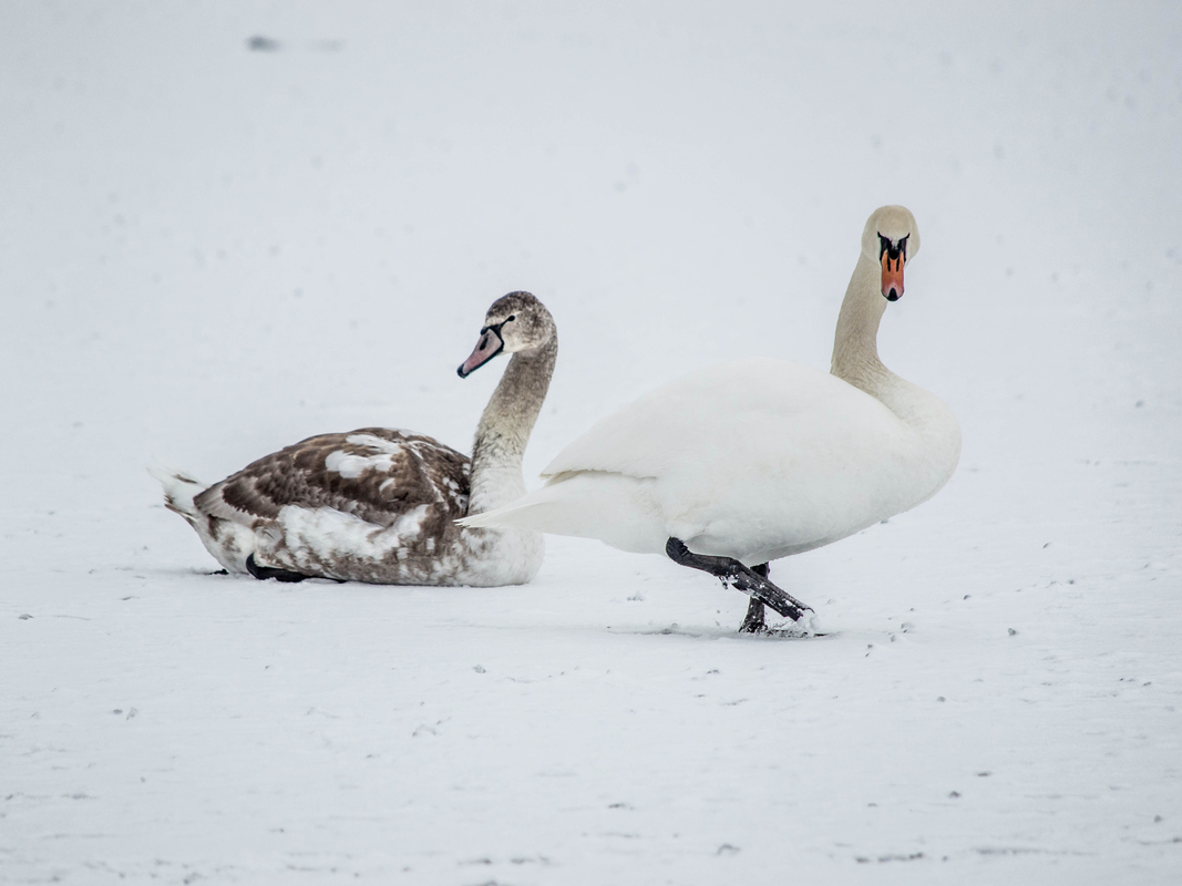 Лебедине озеро 2