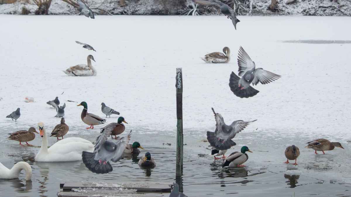 Лебедине озеро 3