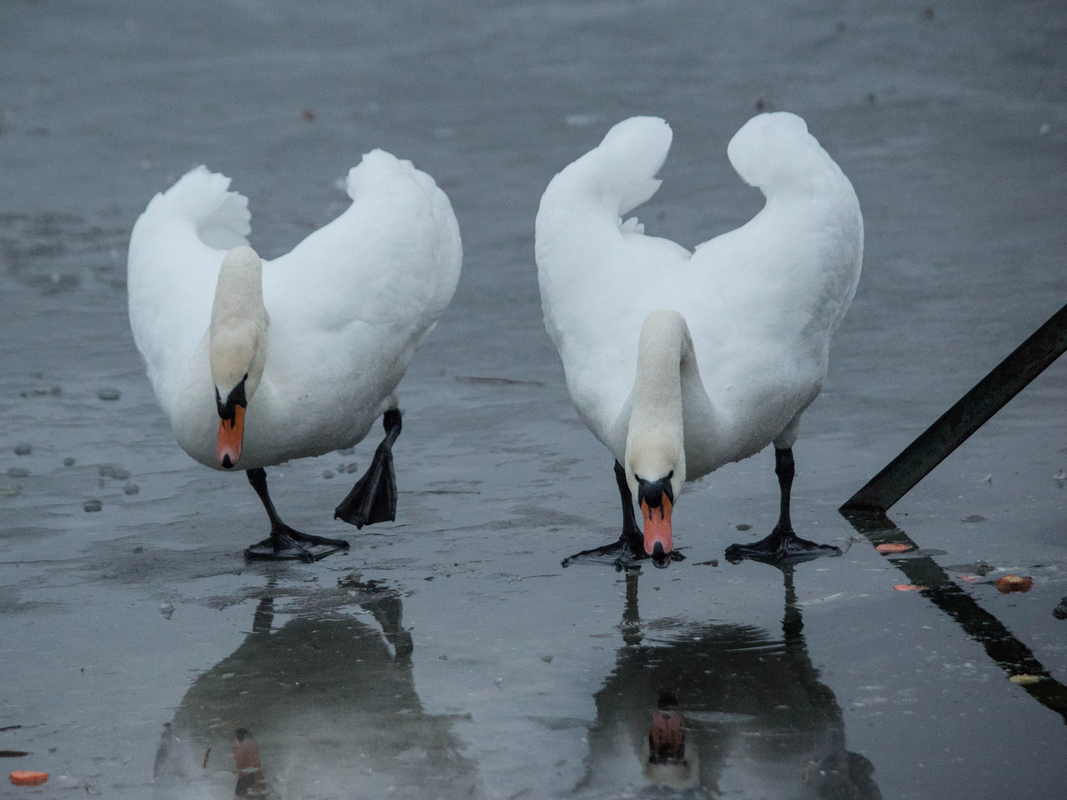 Лебедине озеро 4