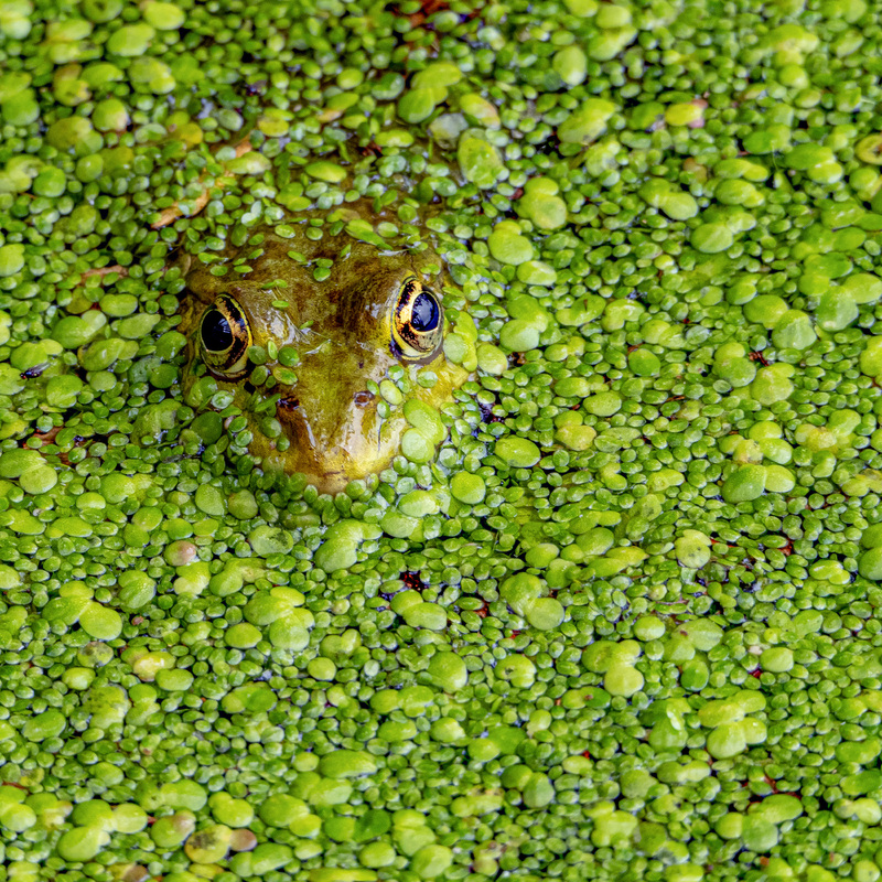 Wasserlinsenfrosch 1