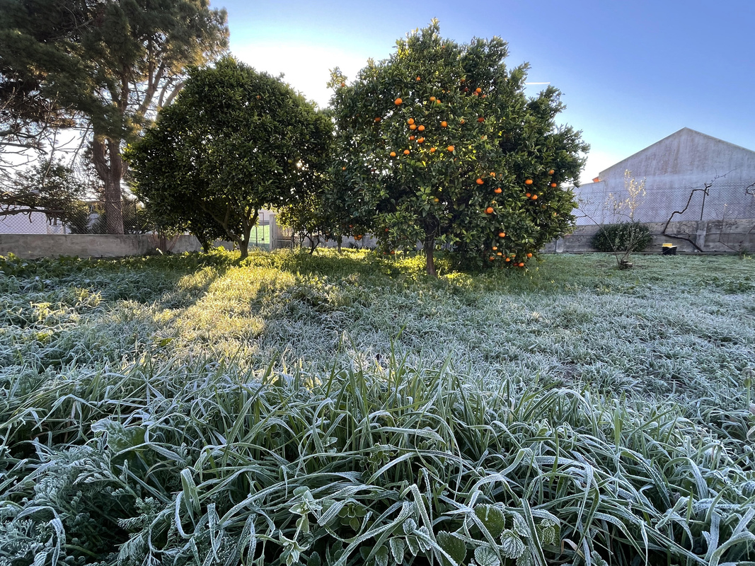 Oranges and Frost