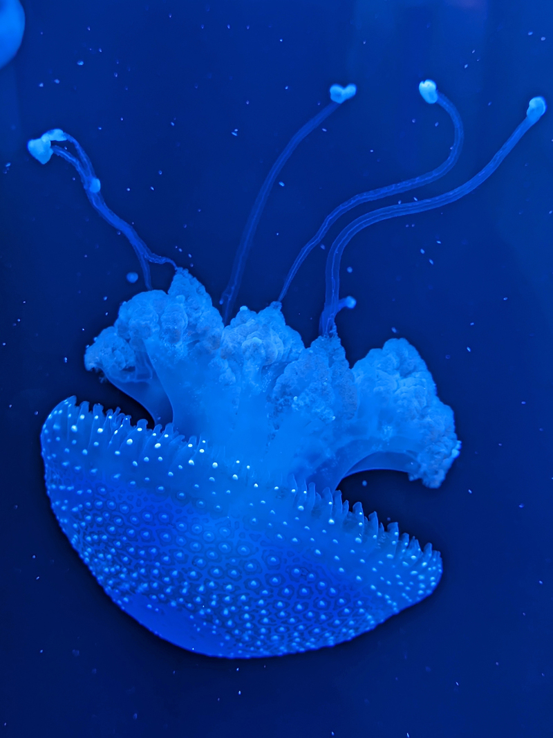 Колір настрою синій