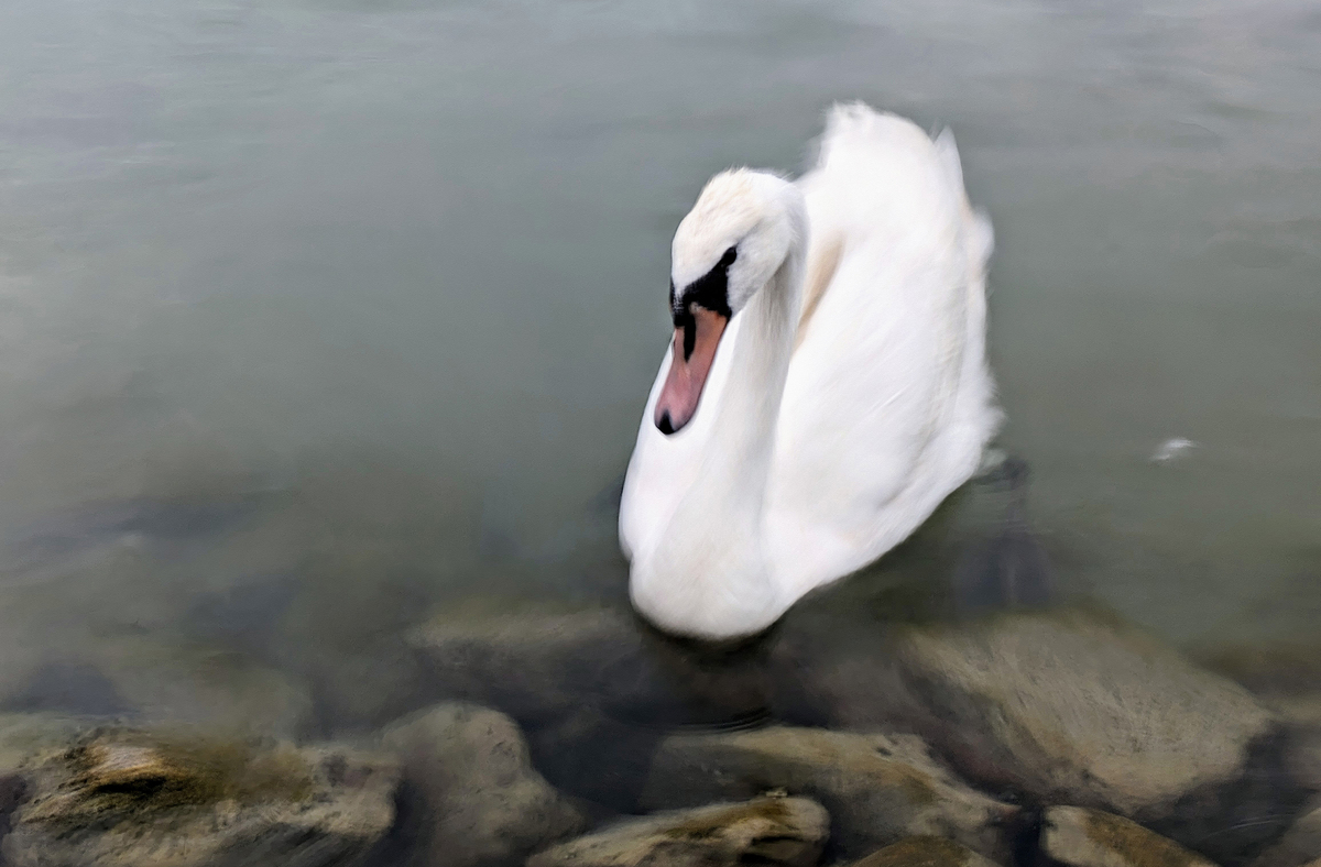 Лебедине озеро_01