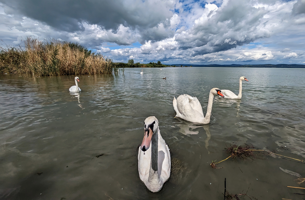 Лебедине озеро_02