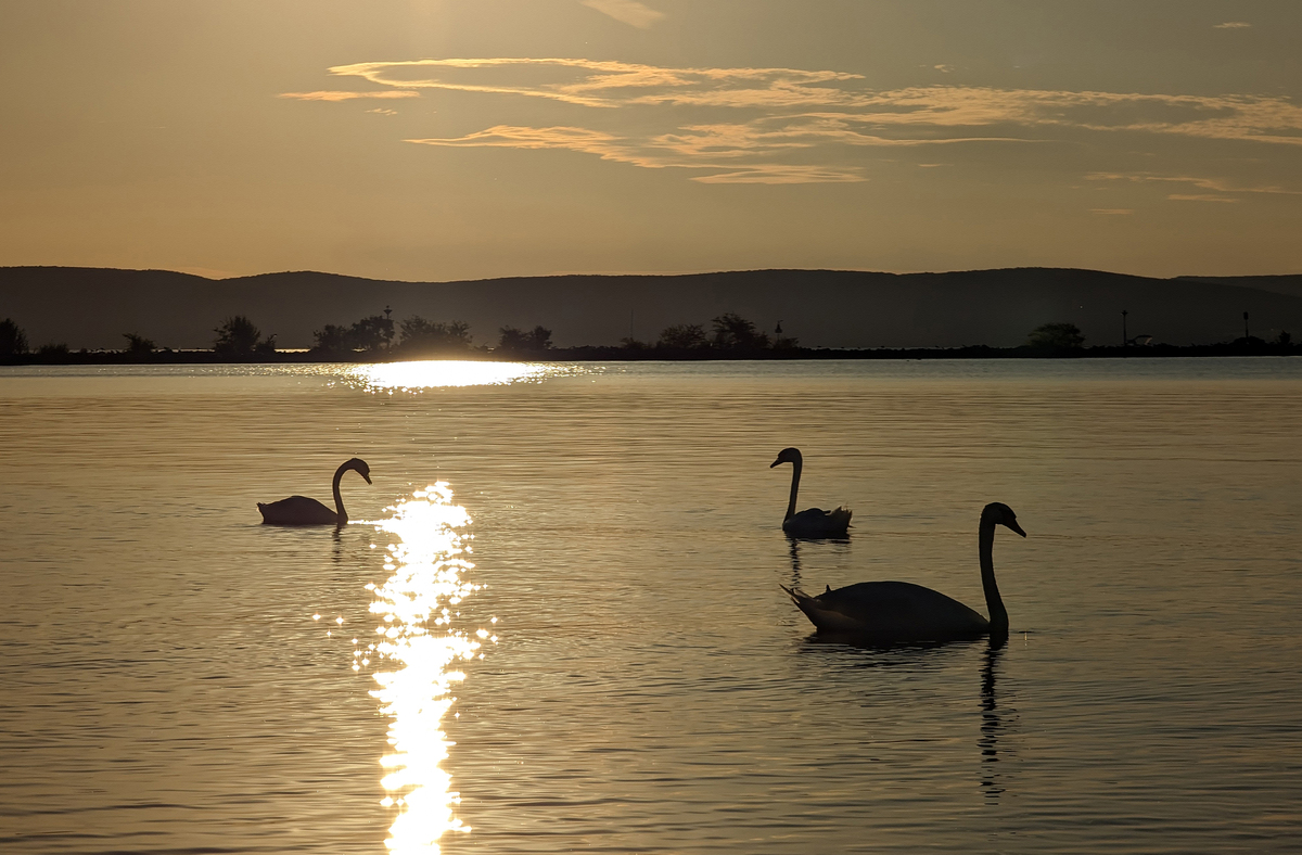 Лебедине озеро_03