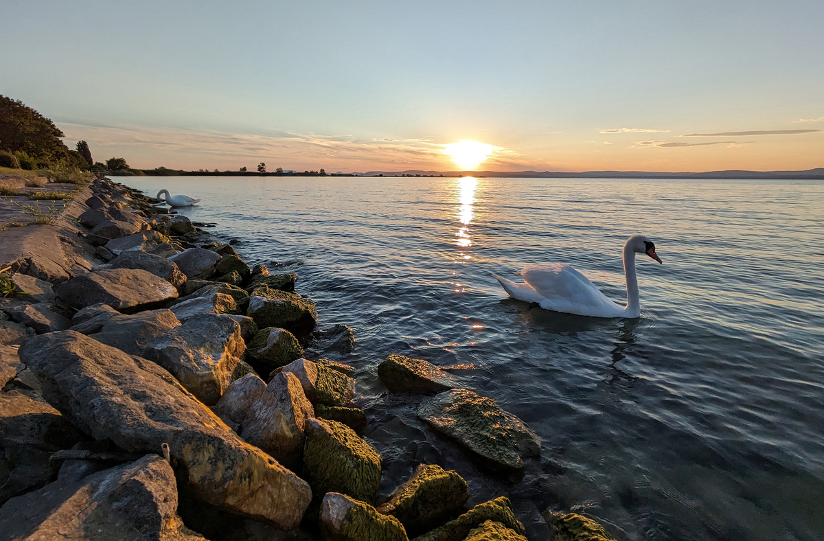 Лебедине озеро_04