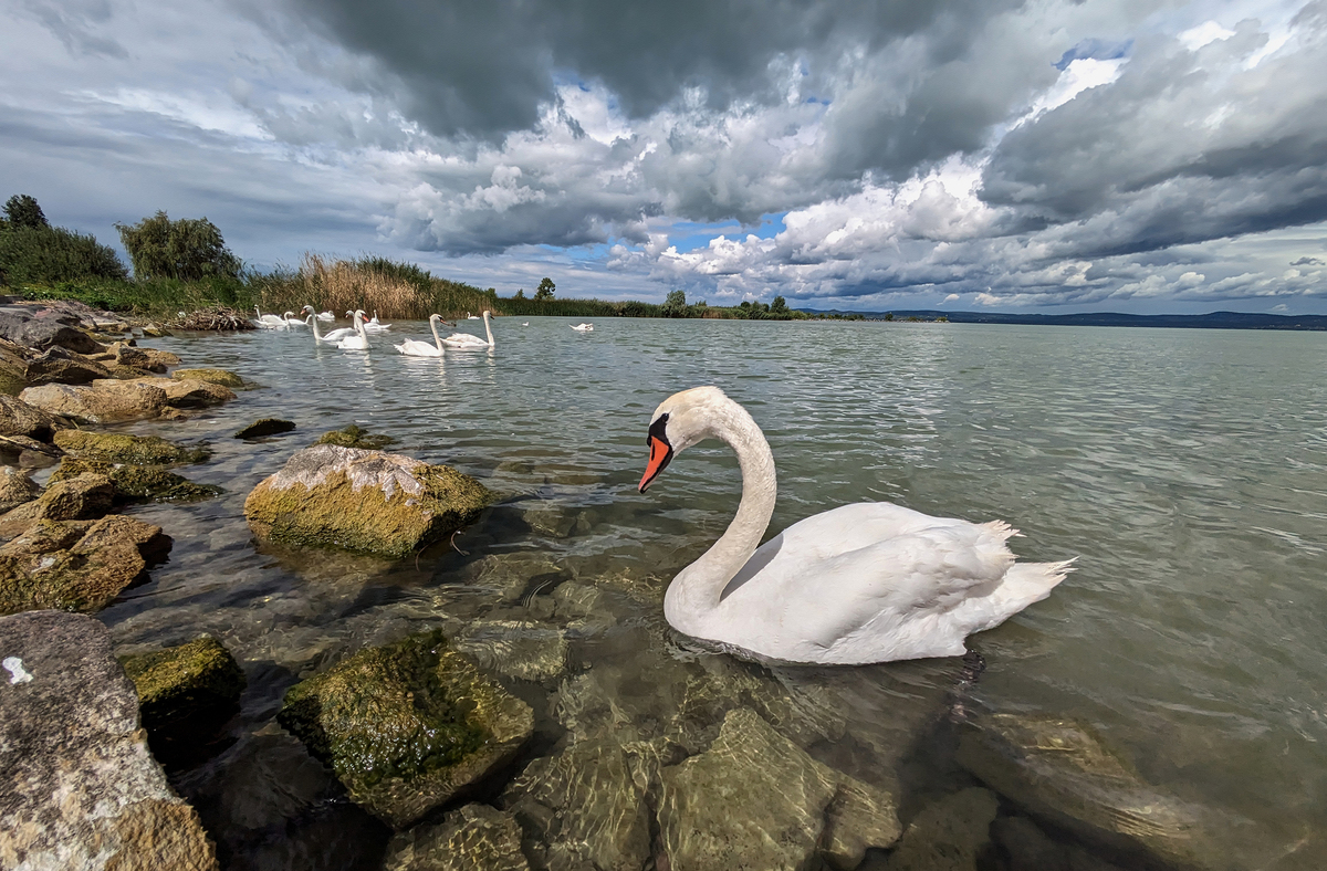 Лебедине озеро_05