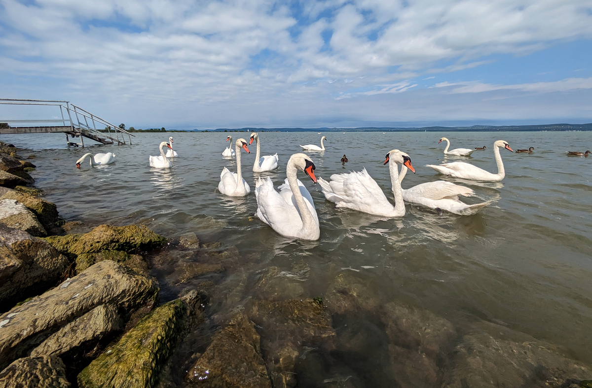 Лебедине озеро_06