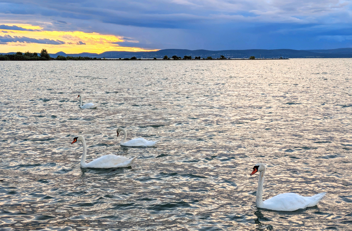 Лебедине озеро_07