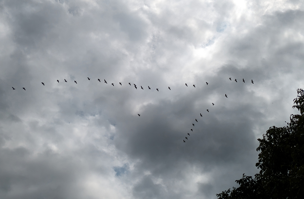 Лебедине озеро_08