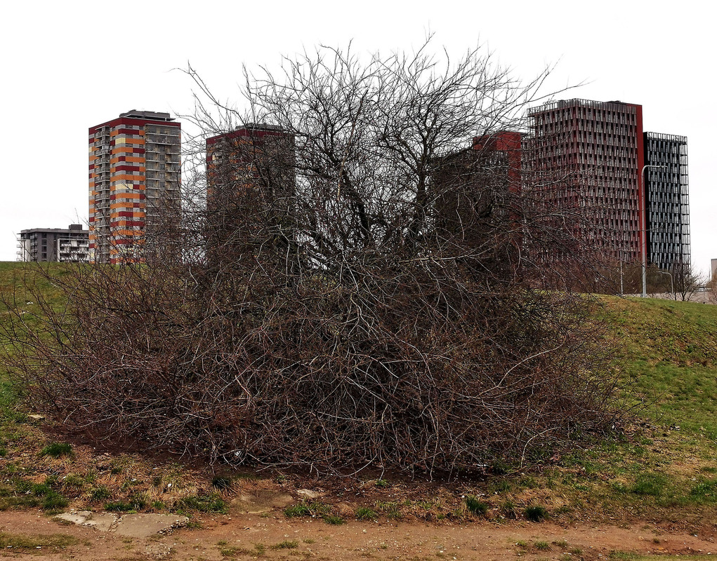 Bird and human nests