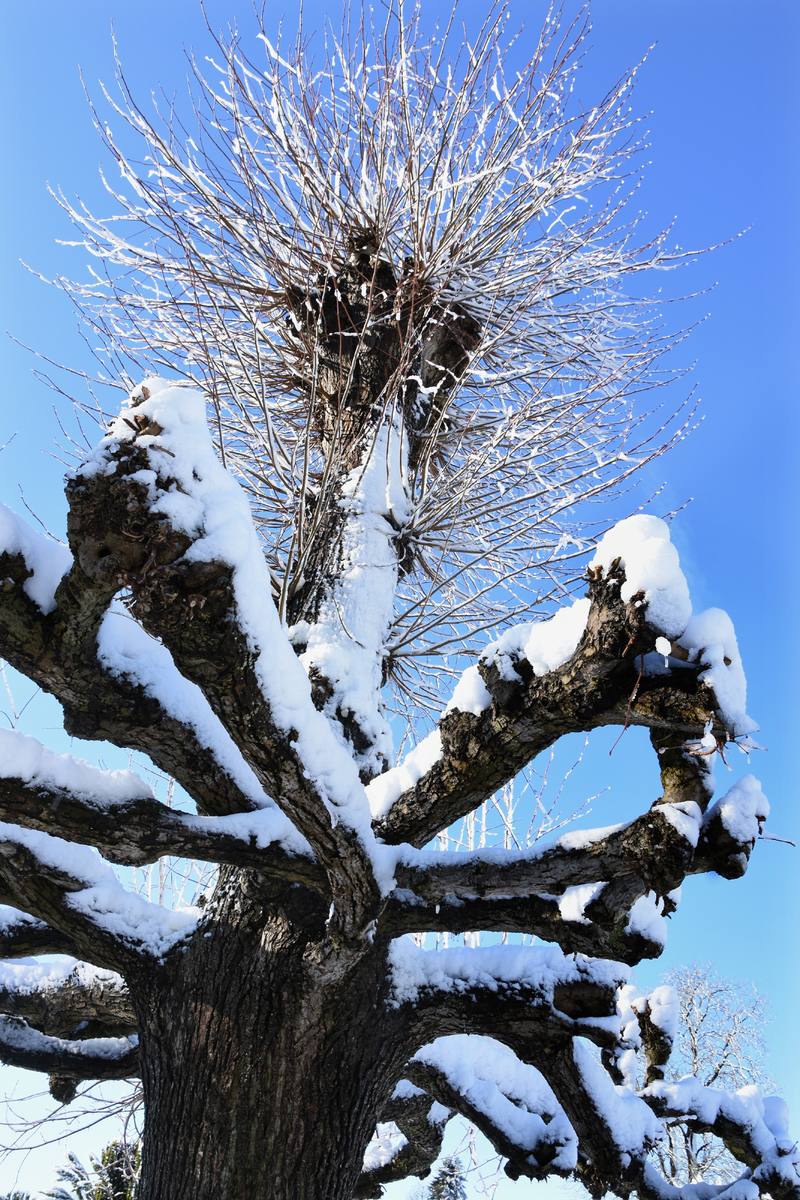 Зимоаа квітка