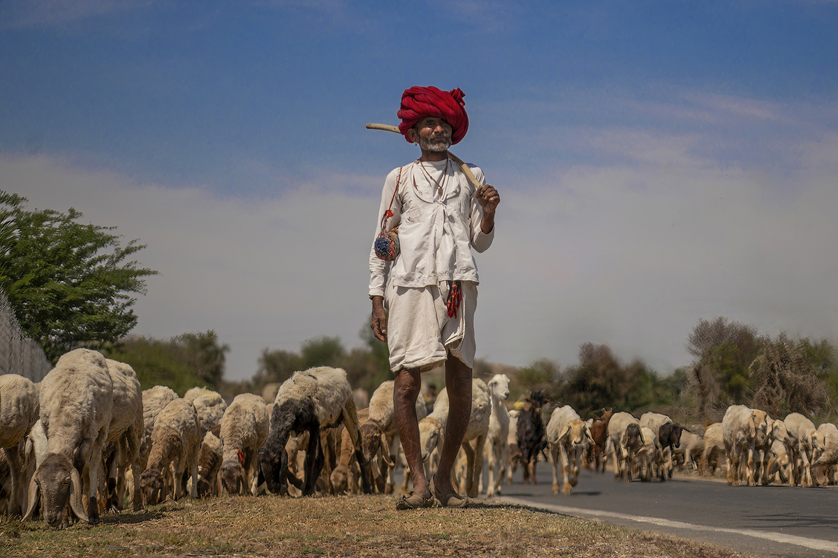 Jawai Shepherd