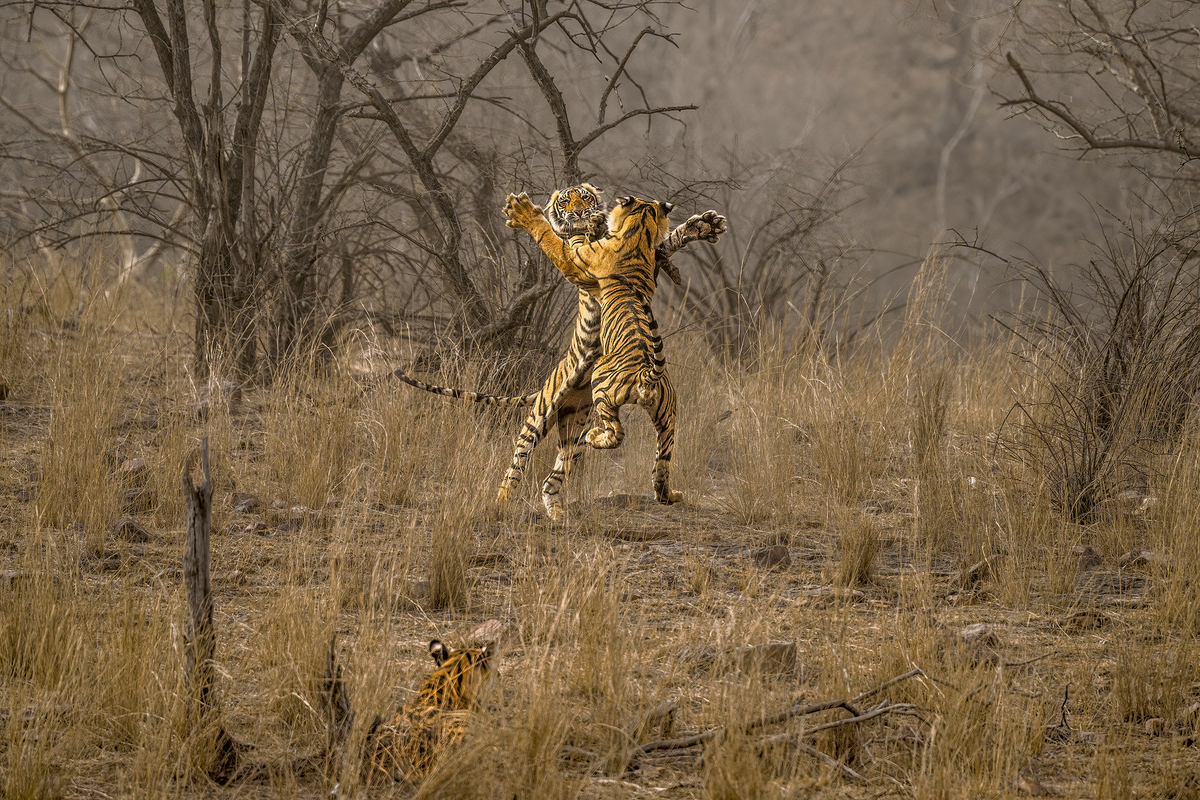 Mrinal Sen / Royal Game Mrinal Sen / Royal Game