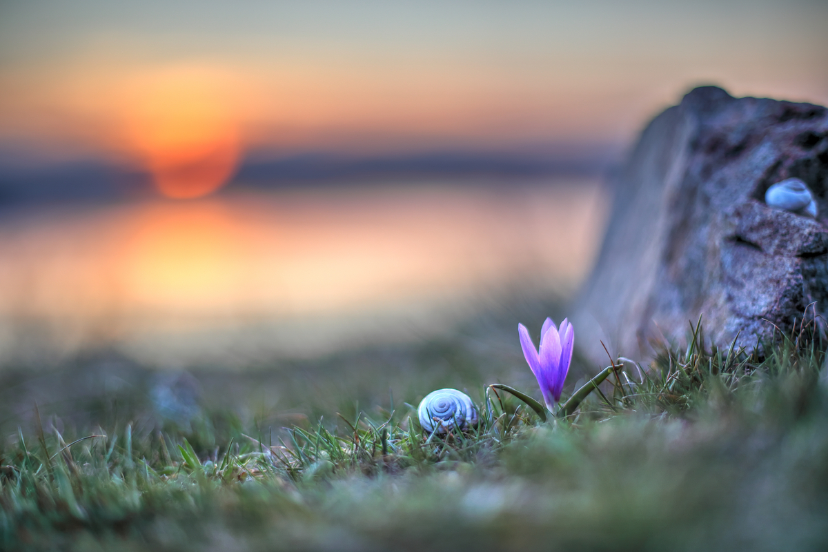 Перша весняна квітка