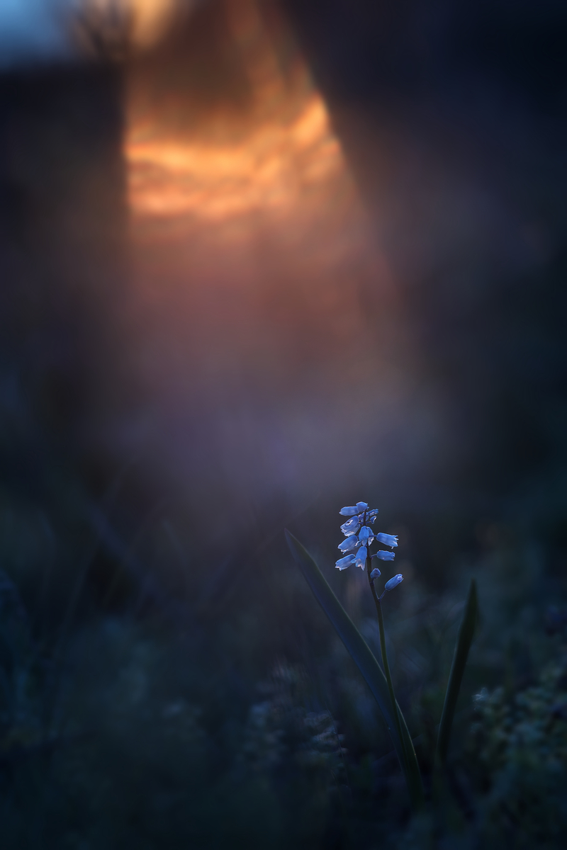 Останній промінчик