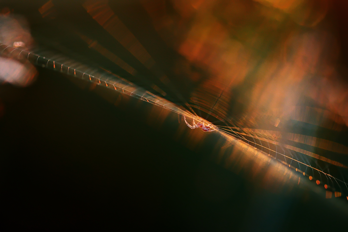 Ловець світла