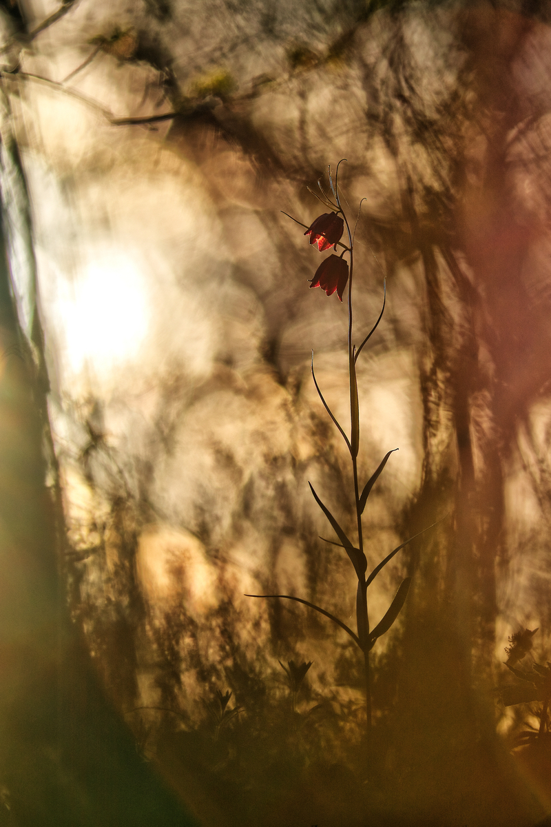 Природна сепія