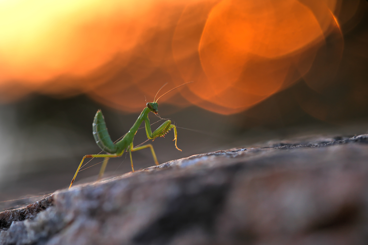 До світла крізь тенети