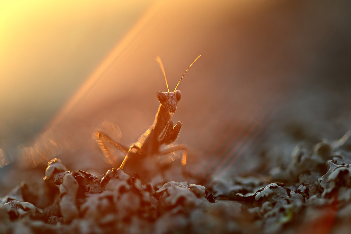 Телепортація