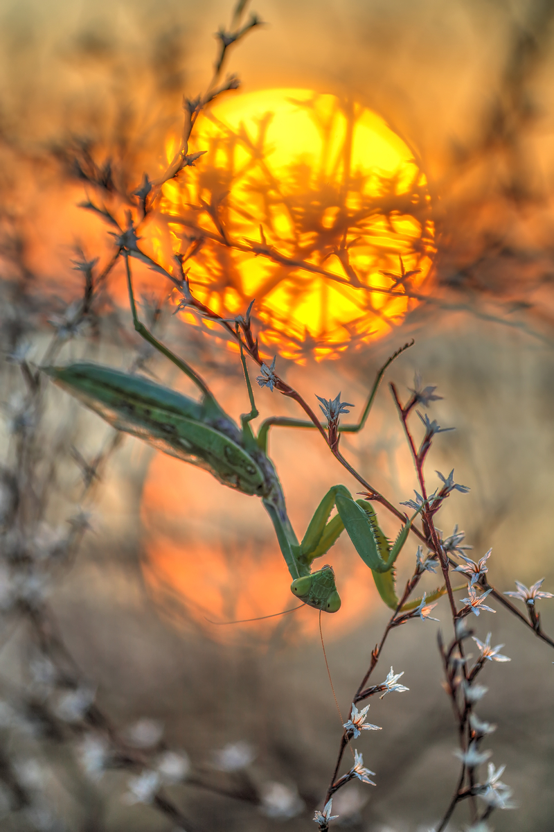 Серед гірлянд