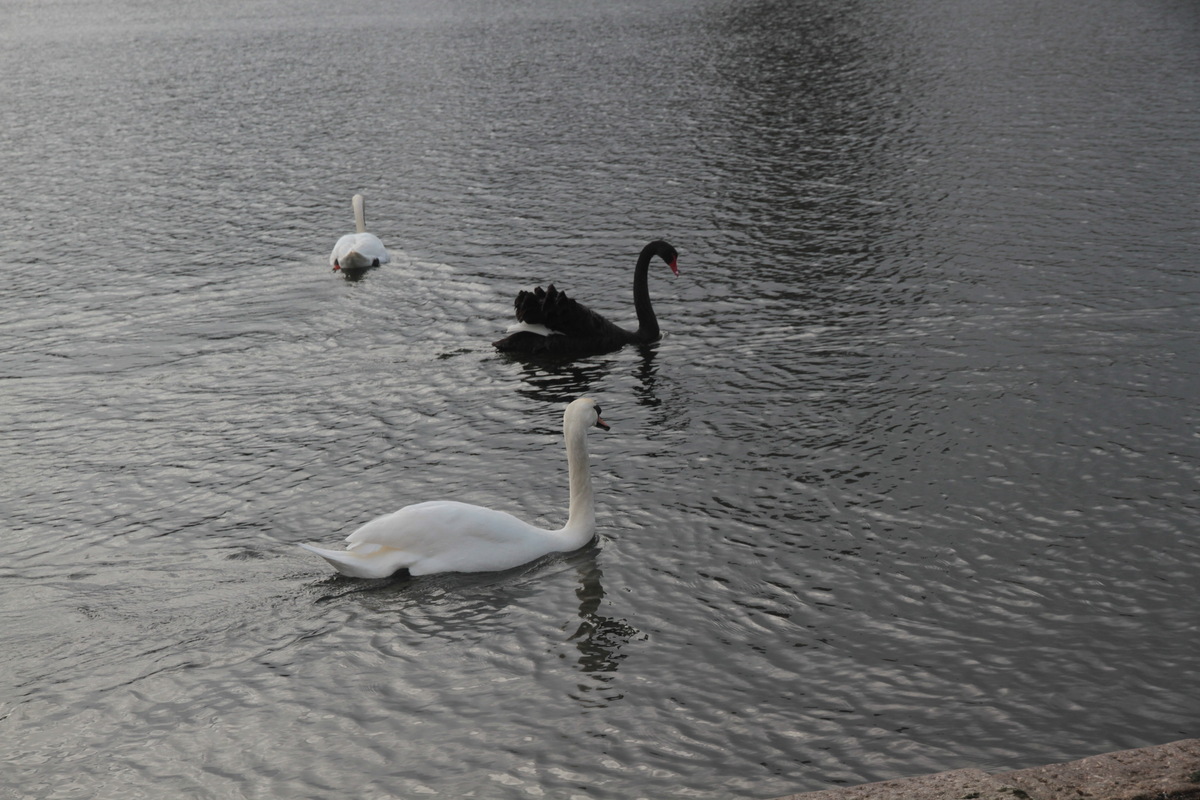 Третій зайвий