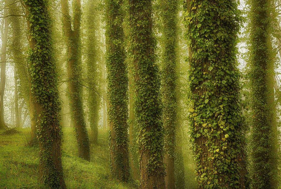 Ранковий туман