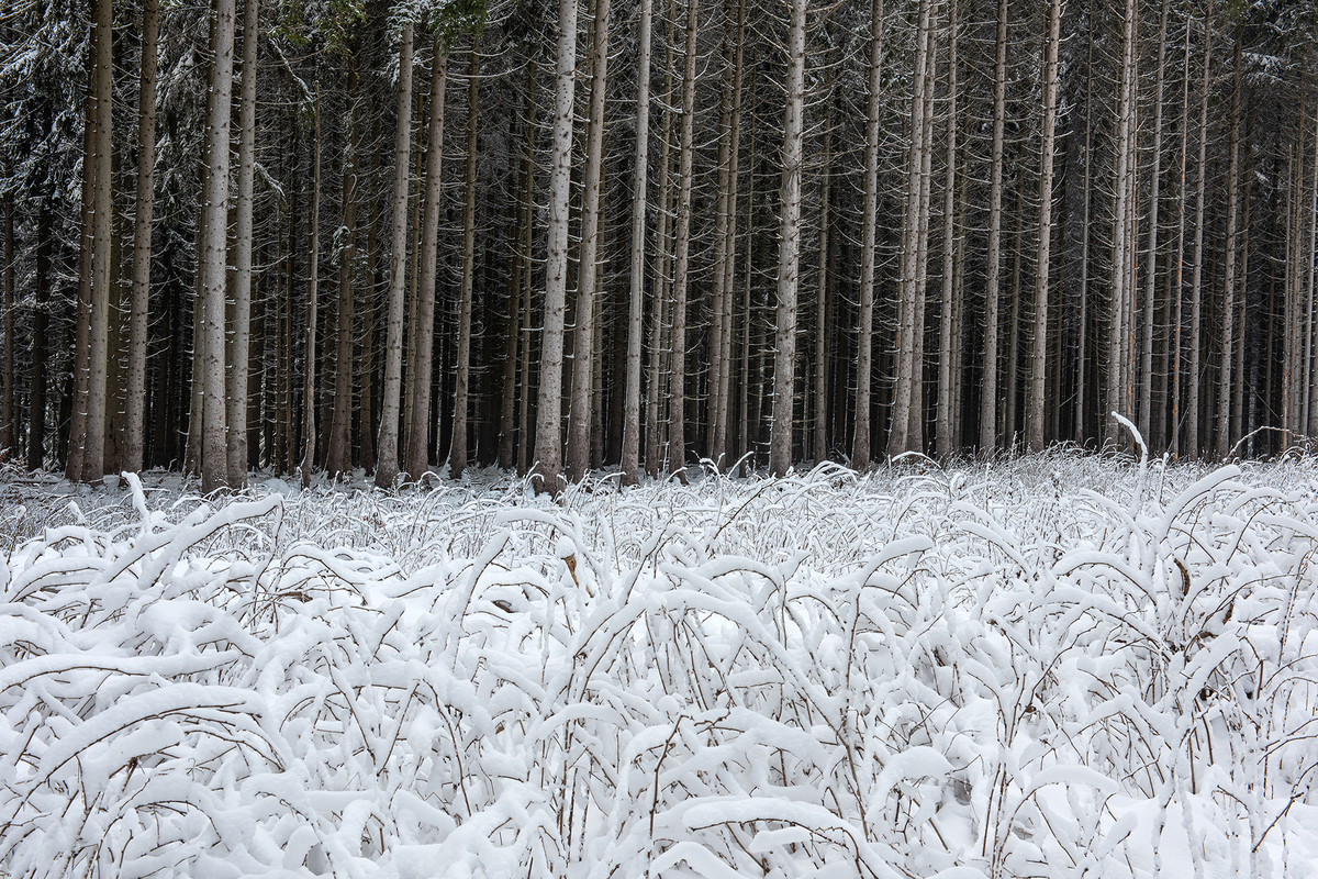 Графіка зими